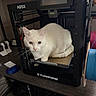 3d_printer, animal, cat, curious, device, domestic_cat, electronics, eye_color, filament, flashforge, heterochromia, indoor, machine, pet, resting, spool, table, technology, whiskers, white_cat