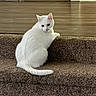Sugar is registered to the contest to win money with this photo: animal, carpet, cat, cozy, curious, domestic, feline, floor, fur, home, indoor, looking_back, pet, quiet, sitting, stair, tail, wall, white_cat, wooden_floor