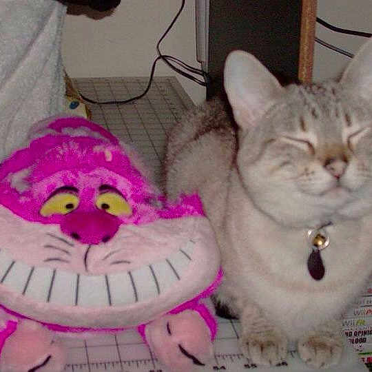 Artex is registered to the contest to win money with this photo: