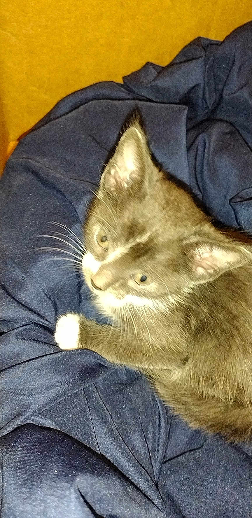 Ash