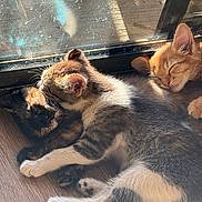 Shrimp Duchy Morgy joined the competition — help win amazing prizes! kitten, cat, sleeping, nap, sunlight, window, floor, fur, cute, cozy, domestic_animal, pet, animal, resting, closeup, young, adorable, indoor, cuddle, trio