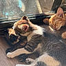 kitten, cat, sleeping, nap, sunlight, window, floor, fur, cute, cozy, domestic_animal, pet, animal, resting, closeup, young, adorable, indoor, cuddle, trio