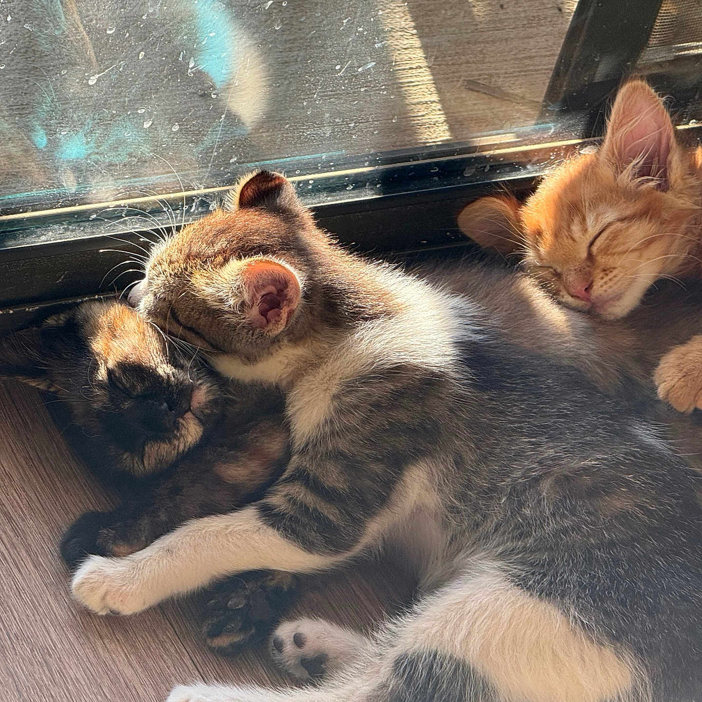 Shrimp Duchy Morgy joined the competition — help win amazing prizes! kitten, cat, sleeping, nap, sunlight, window, floor, fur, cute, cozy, domestic_animal, pet, animal, resting, closeup, young, adorable, indoor, cuddle, trio