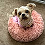 dog, small_dog, pet, pink_clothing, pink_bed, fluffy_bed, carpet, indoors, cute, looking_up, ears, collar, tag, fur, animal, mammal, companion, domestic, resting, adorable