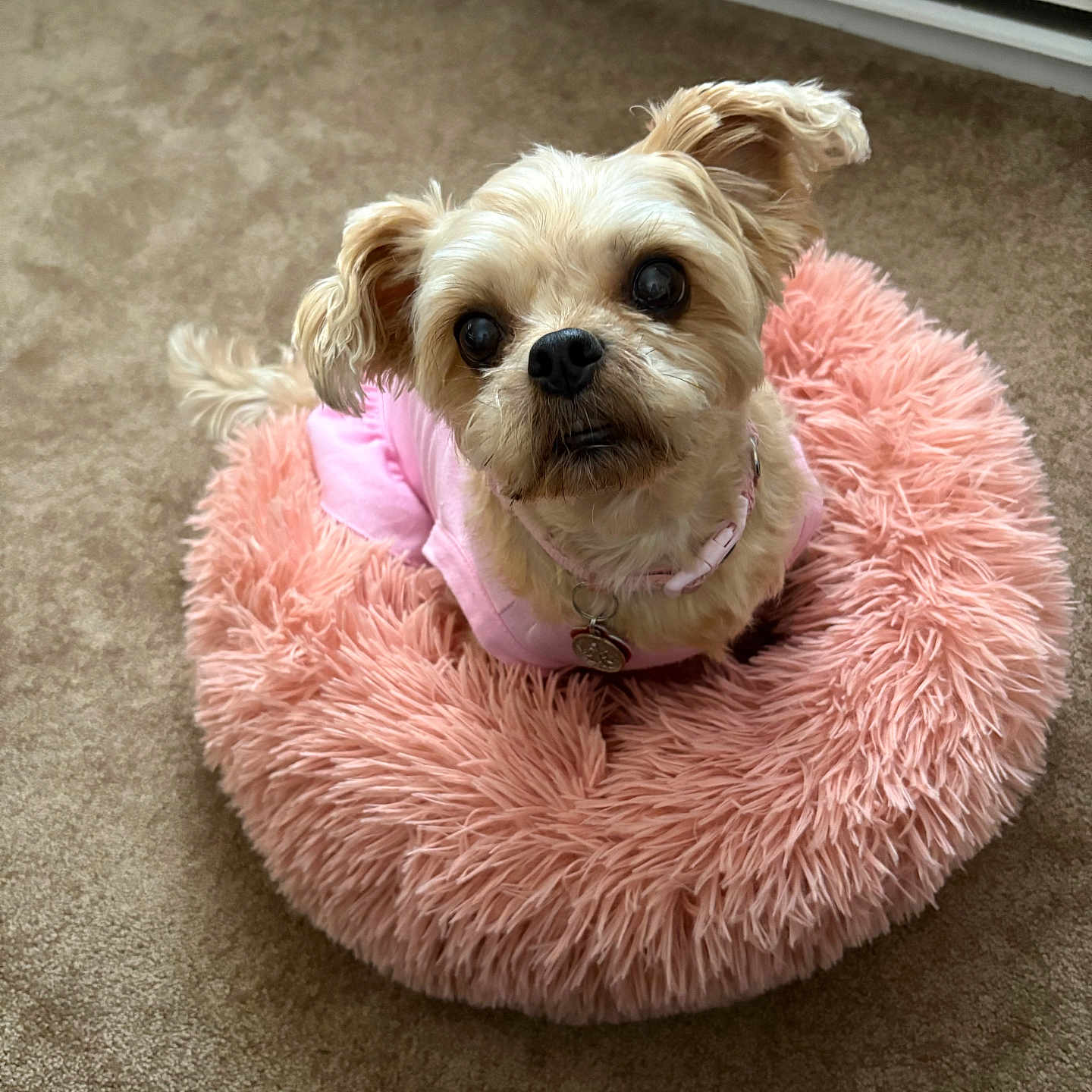Angel joined the competition — help win amazing prizes! adorable, animal, carpet, collar, companion, cute, dog, domestic, ears, fluffy_bed, fur, indoors, looking_up, mammal, pet, pink_bed, pink_clothing, resting, small_dog, tag