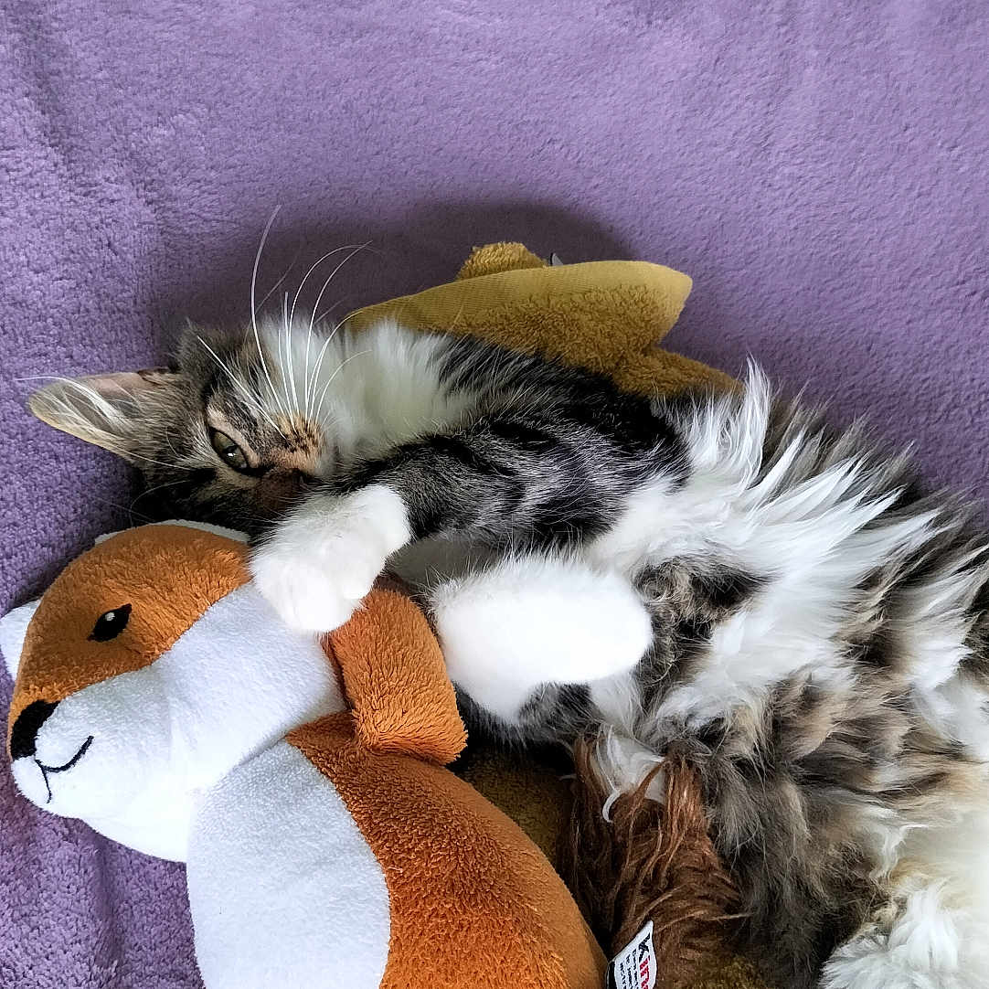 Potter a rejoint le concours — aidez-le/la à gagner de superbes lots ! cat, comfort, cozy, cute, fluffy, fur, hugging, indoor, lying_down, paws, pet, plush_toy, purple_blanket, relaxed, resting, sleepy, soft_texture, stuffed_animal, tabby, whiskers