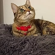 Anook a rejoint le concours — aidez-le/la à gagner de superbes lots ! animal, bell, blanket, cat, collar, cozy, curious, cute, domestic, ears, feline, fluffy, fur, indoor, looking_up, pet, resting, soft, tabby, whiskers