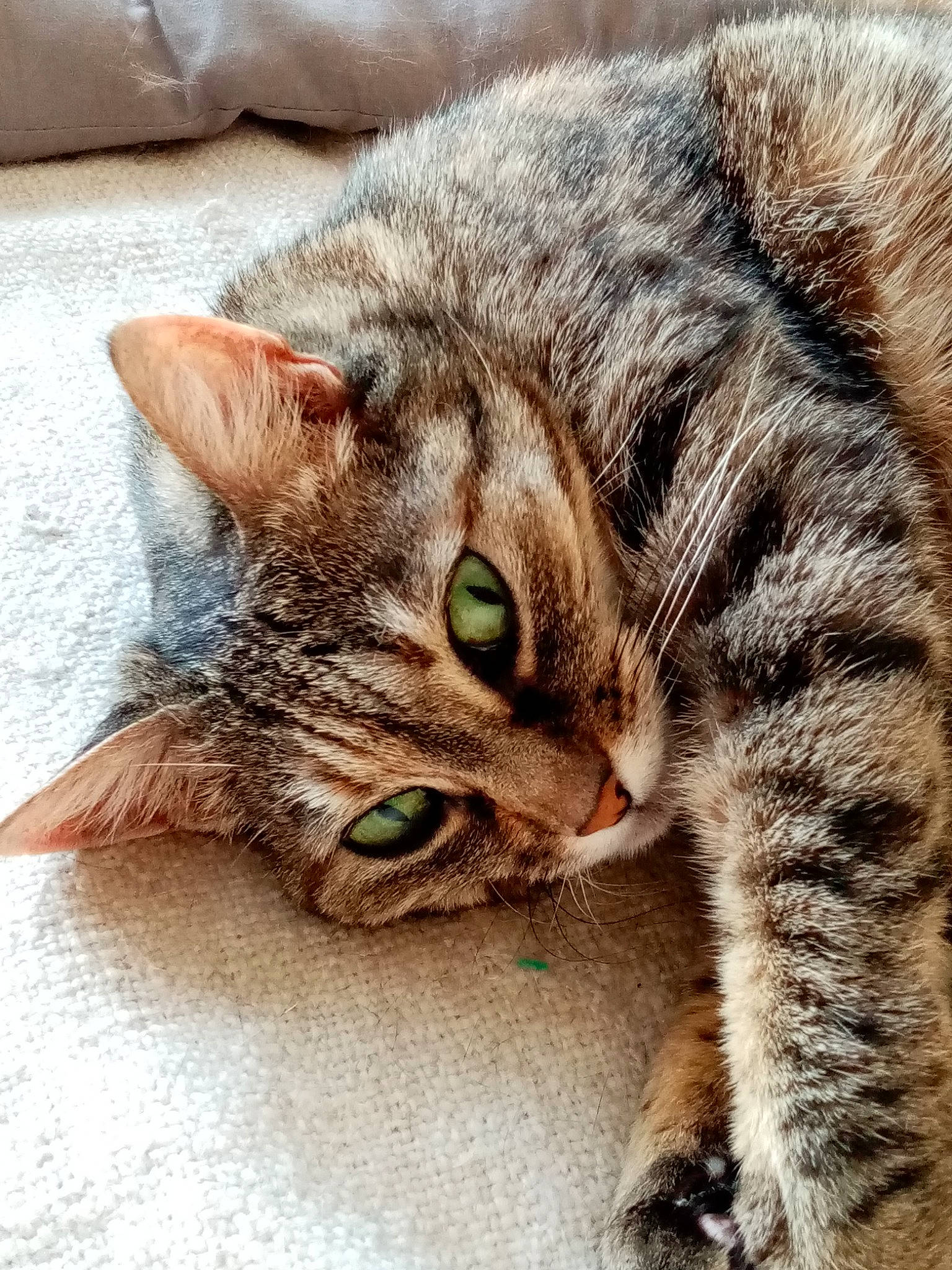 Anook participe au concours pour gagner de l'argent avec cette photo : carnivore, cat, claw, domestic_short_haired_cat, ear, eye, felidae, fur, grass, head, iris, paw, small_to_medium_sized_cats, snout, tail, terrestrial_animal, whiskers, wildlife, window