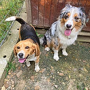 Reya participe au concours pour gagner de l'argent avec cette photo : dog, beagle, australian_shepherd, canine, pet, animal, outdoor, fence, shed, grass, rocks, tongue, happy, playful, panting, fur, ears, tail, nature, companion
