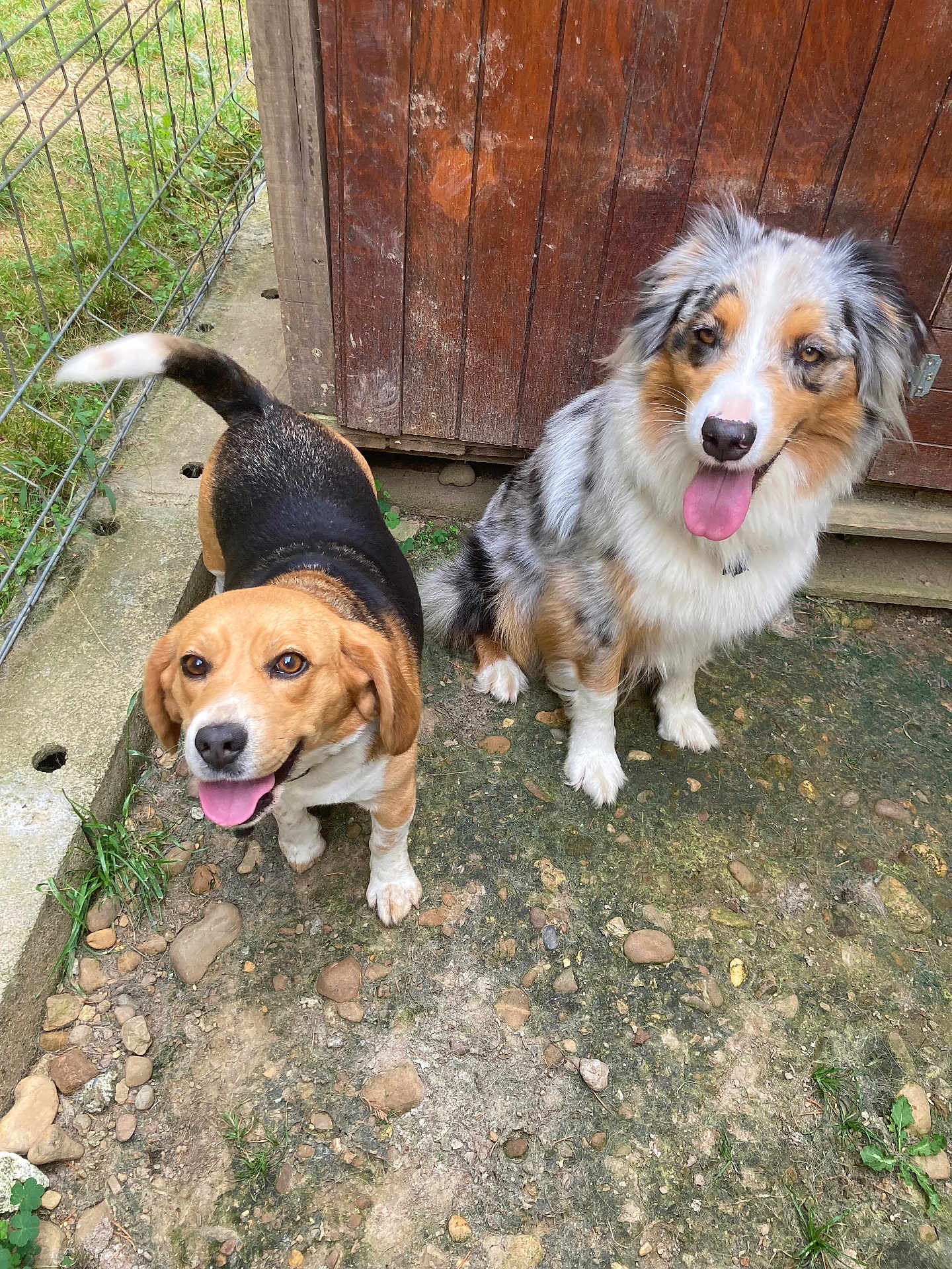 Reya participe au concours pour gagner de l'argent avec cette photo : dog, beagle, australian_shepherd, canine, pet, animal, outdoor, fence, shed, grass, rocks, tongue, happy, playful, panting, fur, ears, tail, nature, companion