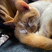 Roo Roo joined the competition — help win amazing prizes! animal, blanket, cat, close_up, cozy, curled_up, cushion, domestic_cat, fur, furry, indoor, napping, orange_cat, pet, relaxed, resting, sleeping, soft, warm, white_cat