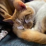 animal, blanket, cat, close_up, cozy, curled_up, cushion, domestic_cat, fur, furry, indoor, napping, orange_cat, pet, relaxed, resting, sleeping, soft, warm, white_cat