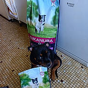 Ayka a rejoint le concours — aidez-le/la à gagner de superbes lots ! puppy, dog, food_bag, kitchen, tile_floor, appliance, black_dog, brown_dog, pet_food, eukanuba, floor, indoor, curious, small_dog, puppy_food, bag, household, domestic, cute, pet