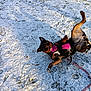 dog, snow, grass, playful, harness, leash, outdoor, sunlight, shadow, rolling, black, brown, pet, winter, nature, animal, fun, ground, daylight, cute