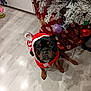dog, santa_costume, christmas_tree, christmas_ornaments, red_tree_skirt, indoor, wooden_floor, holiday, festive, black_dog, brown_paws, decorations, seasonal, cute_pet, pet, sitting, looking_up, christmas, holiday_decor, festive_outfit
