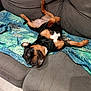 dog, couch, blanket, upside_down, relaxed, indoor, pet, brown, black, white, fur, canine, home, comfort, animal, laying, floor, cozy, resting, playful