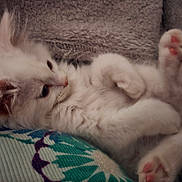 Loki joined the competition — help win amazing prizes! kitten, cat, white_fur, pink_paws, sleepy, cute, pet, feline, fluffy, cozy, indoor, resting, soft, close_up, young_cat, animal, domestic_cat, paw, cushion, blanket