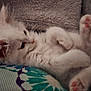 kitten, cat, white_fur, pink_paws, sleepy, cute, pet, feline, fluffy, cozy, indoor, resting, soft, close_up, young_cat, animal, domestic_cat, paw, cushion, blanket