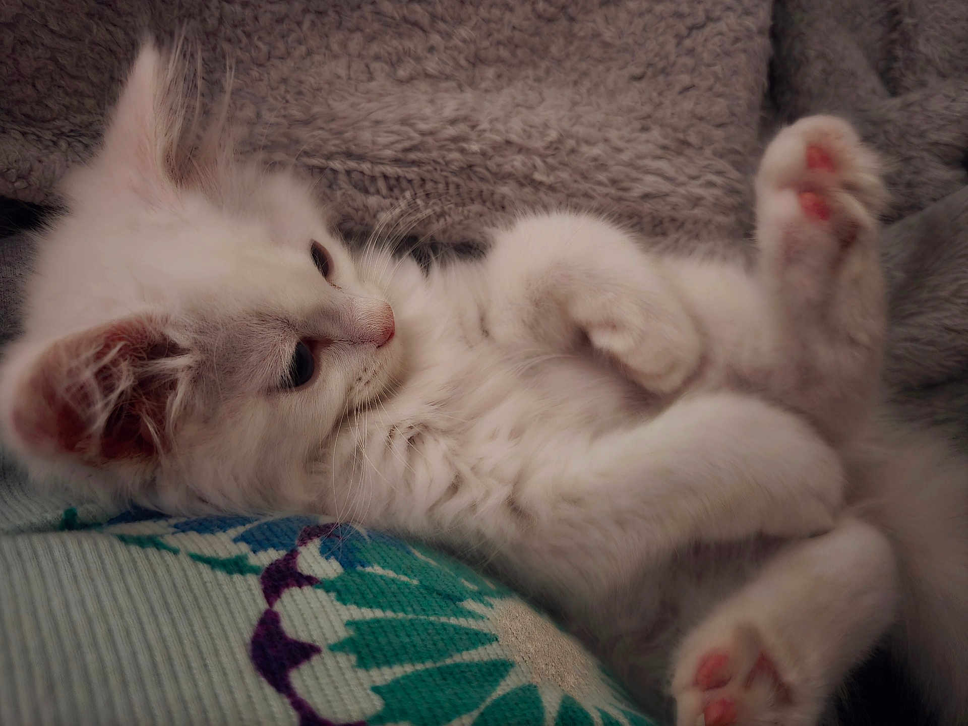Loki joined the competition — help win amazing prizes! kitten, cat, white_fur, pink_paws, sleepy, cute, pet, feline, fluffy, cozy, indoor, resting, soft, close_up, young_cat, animal, domestic_cat, paw, cushion, blanket