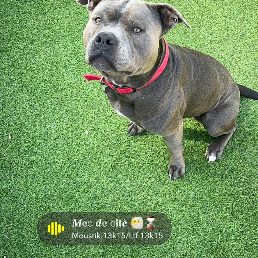 Tyson participe au concours pour gagner de l'argent avec cette photo : accessories, advertisement, animal, ball, bostonbull, boxer, bulldog, canine, dog, frenchbulldog, grass, lawn, pet, pitbull, plant, snout, sport, strap, tennis, tennisball