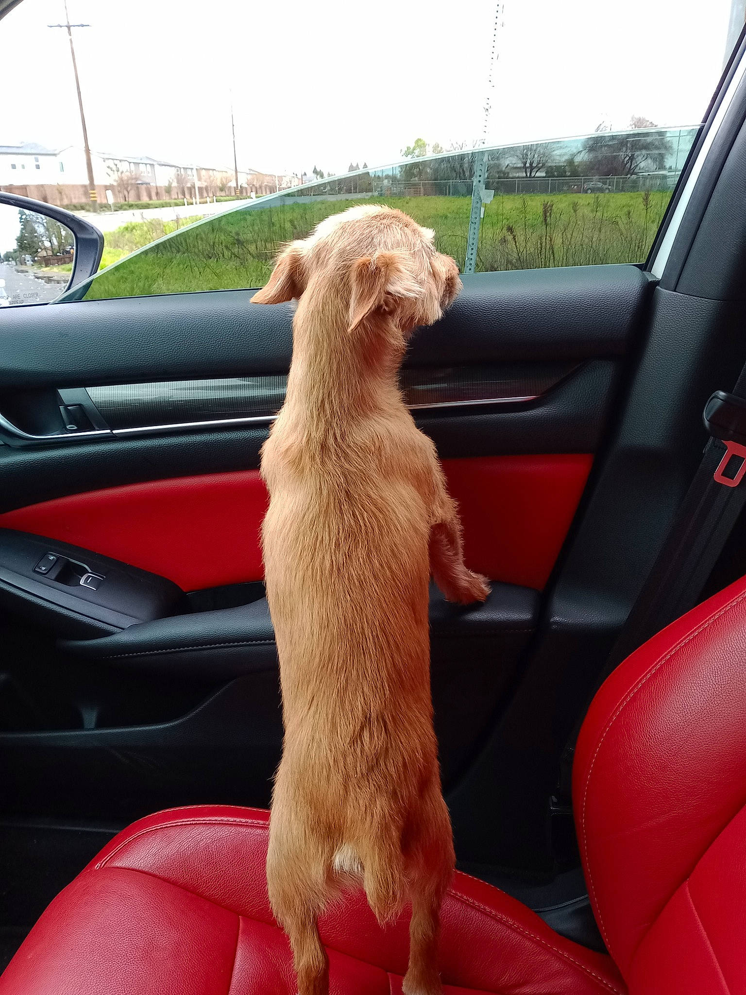 Scrappy Coco is registered to the contest to win money with this photo: auto_part, automotive_exterior, automotive_mirror, car, car_seat, car_seat_cover, carnivore, comfort, companion_dog, dog, dog_breed, fawn, motor_vehicle, sky, snout, steering_wheel, tail, vehicle, vehicle_door, window