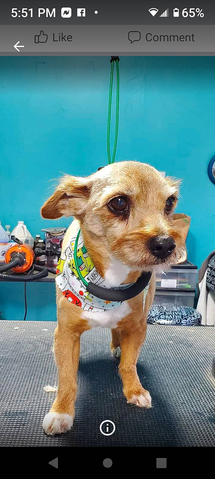 Scrappy Coco is registered to the contest to win money with this photo: canidae, carnivore, chair, collar, companion_dog, dog, dog_breed, dog_clothes, dog_collar, dog_supply, fashion_accessory, fawn, fur, leash, pet_supply, snout, sporting_group, terrier, whiskers, working_animal