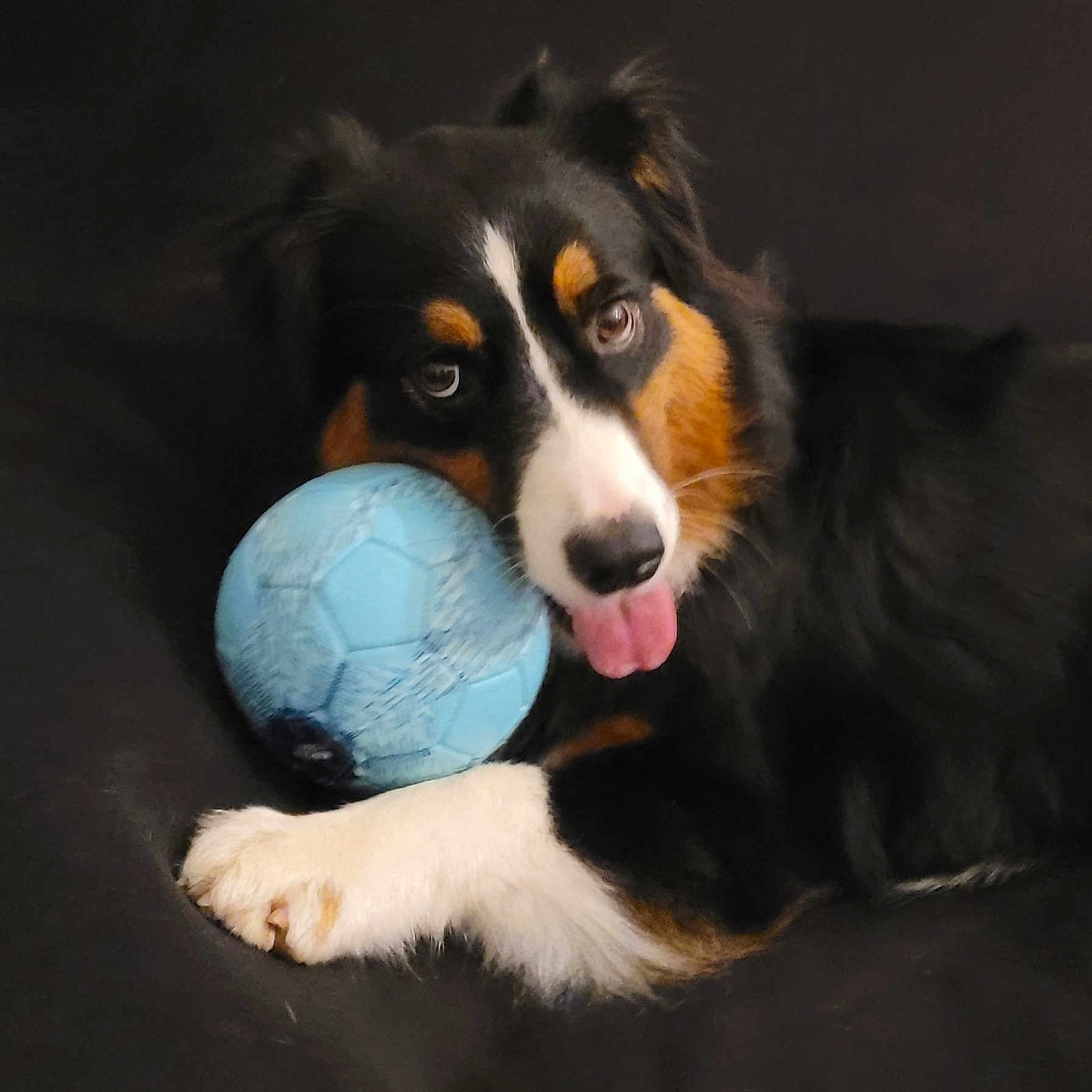 Tess participe au concours pour gagner de l'argent avec cette photo : animal, appenzeller, astronomy, ball, canine, cockerspaniel, collie, dog, football, hound, outerspace, pet, puppy, soccer, soccerball, sphere, sport, tennis, tennisball, terrier