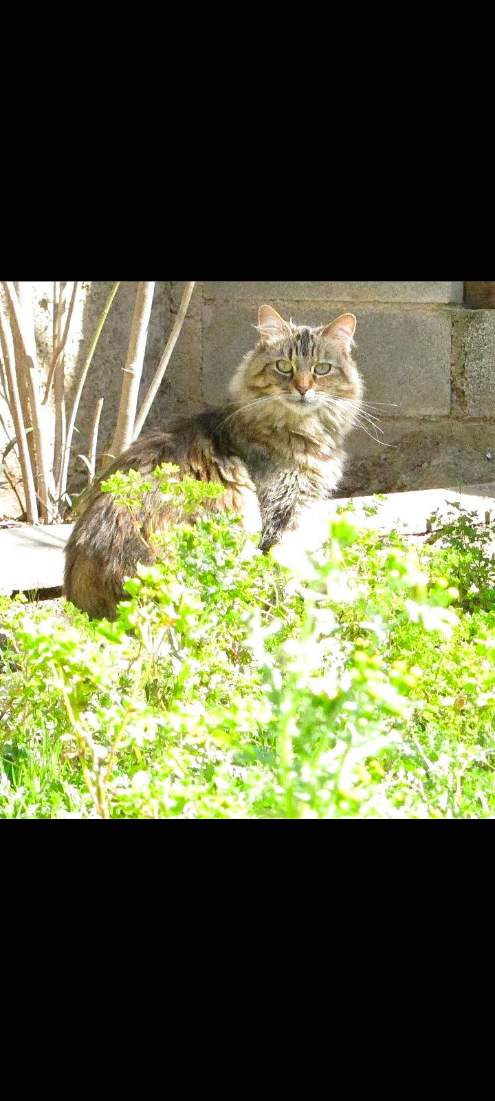 Nathacha participe au concours pour gagner de l'argent avec cette photo : carnivore, cat, fawn, felidae, fur, grass, groundcover, plant, shrub, small_to_medium_sized_cats, tail, terrestrial_animal, whiskers, wildlife, wood