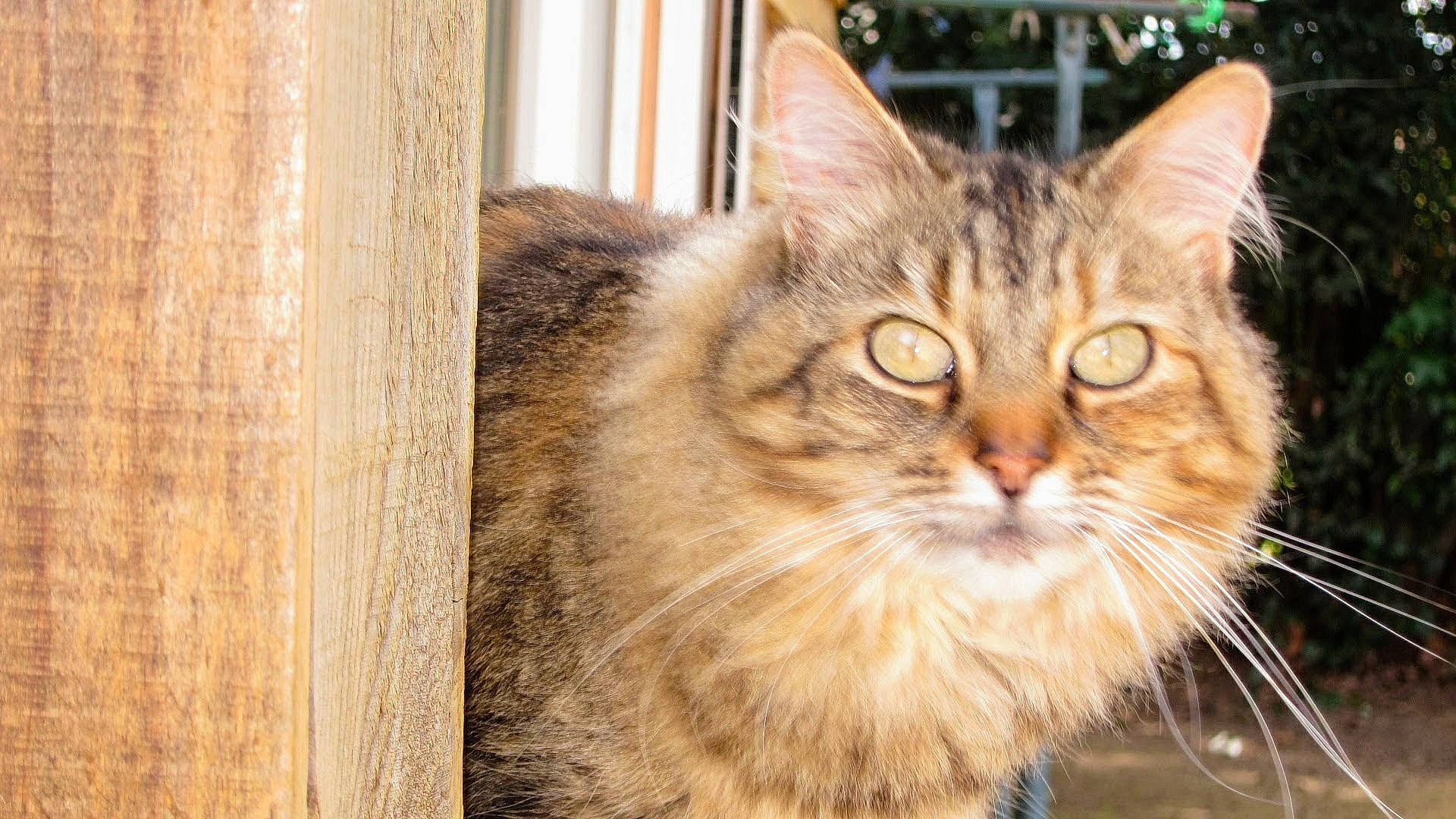 Nathacha a rejoint le concours — aidez-le/la à gagner de superbes lots ! carnivore, cat, domestic_short_haired_cat, fawn, felidae, fur, grass, hardwood, plant, small_to_medium_sized_cats, snout, tree, whiskers, wildlife, window, wood