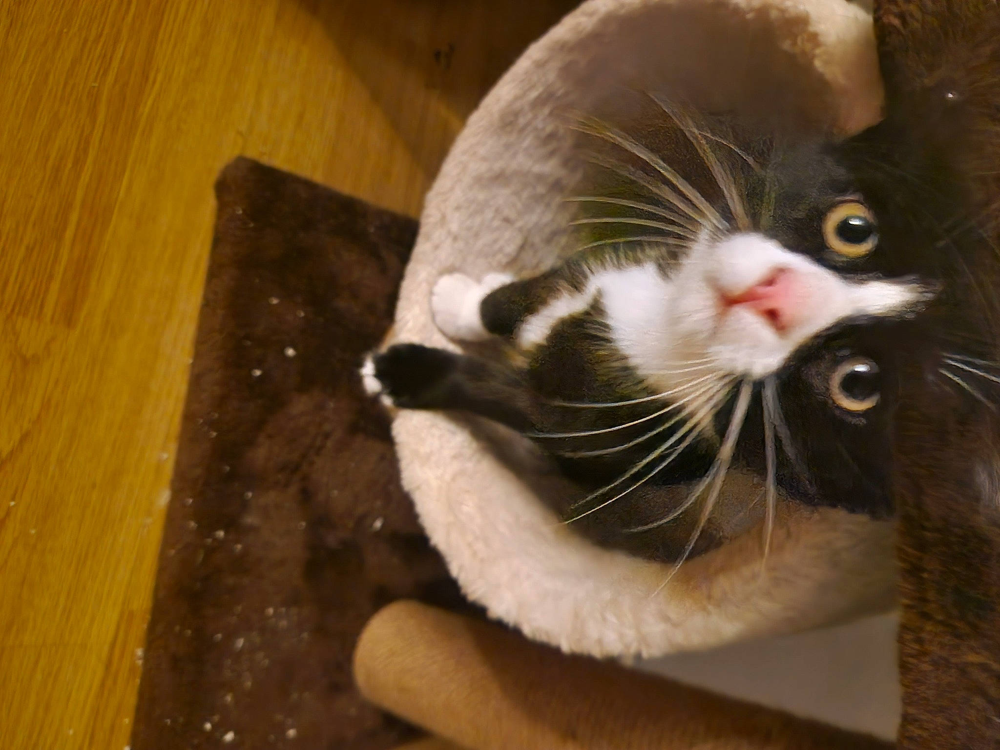 Luna is registered to the contest to win money with this photo: black_cat, carnivore, cat, claw, collar, comfort, domestic_short_haired_cat, fang, felidae, foot, fur, hardwood, paw, pet_supply, small_to_medium_sized_cats, tail, varnish, whiskers, wood, wood_stain