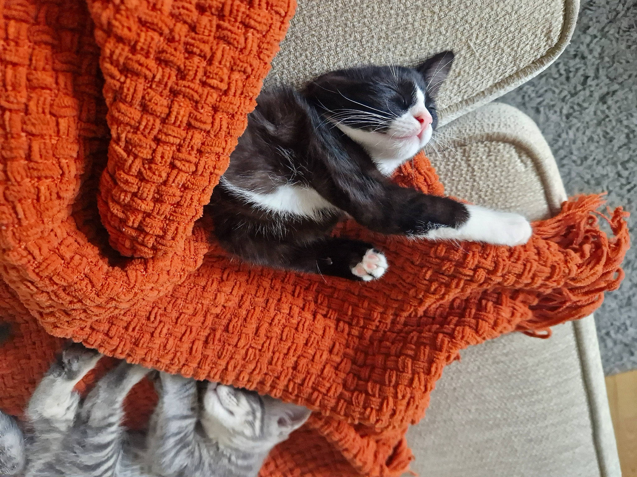 Luna joined the competition — help win amazing prizes! carnivore, cat, comfort, fawn, felidae, flooring, grey, human_leg, linens, pattern, small_to_medium_sized_cats, snout, sock, tail, textile, thigh, whiskers, wood, wool, woolen