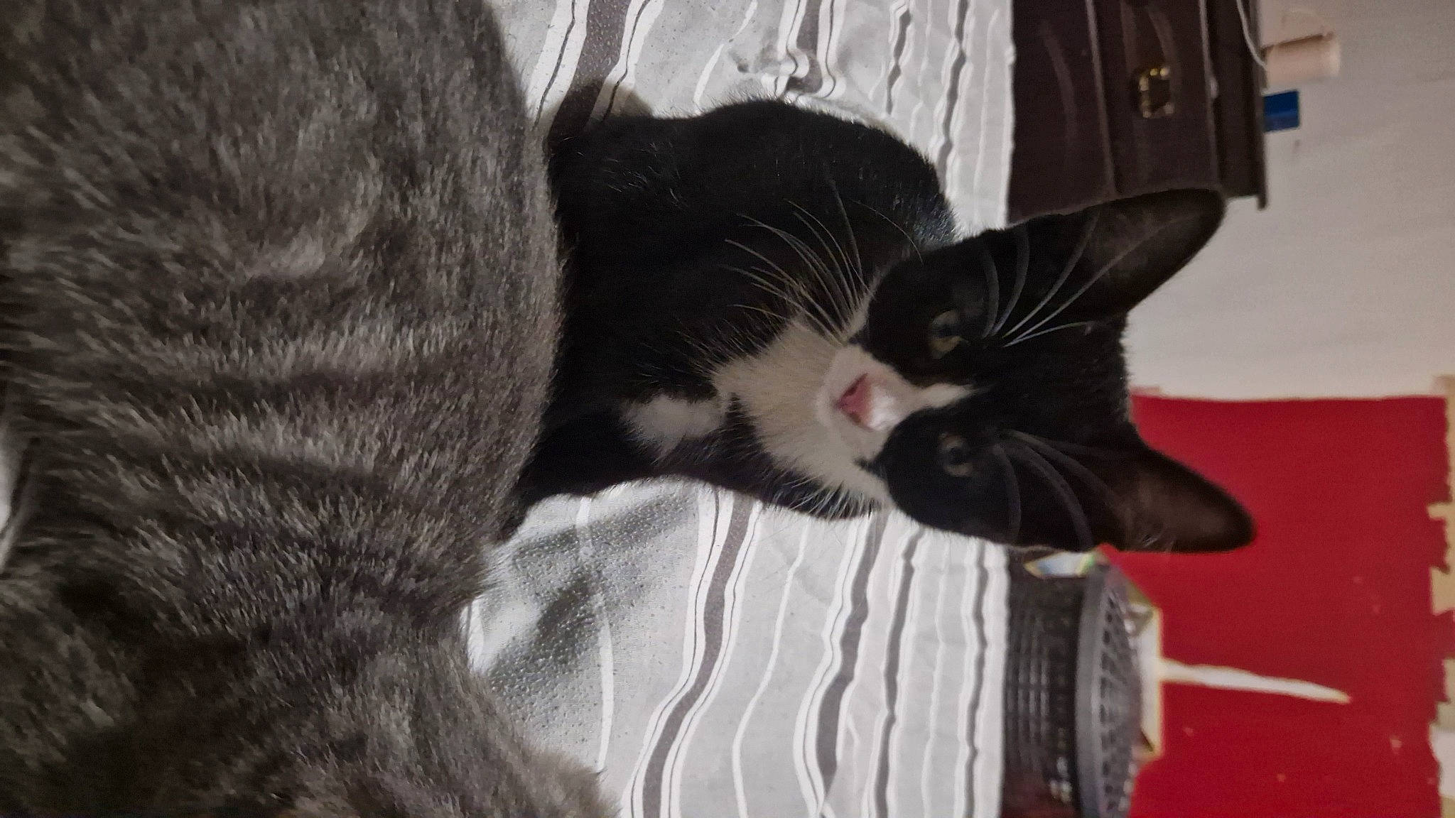 Luna is registered to the contest to win money with this photo: black_cat, carmine, carnivore, cat, claw, comfort, domestic_short_haired_cat, ear, felidae, fur, grey, monochrome_photography, paw, small_to_medium_sized_cats, snout, tail, tree, whiskers