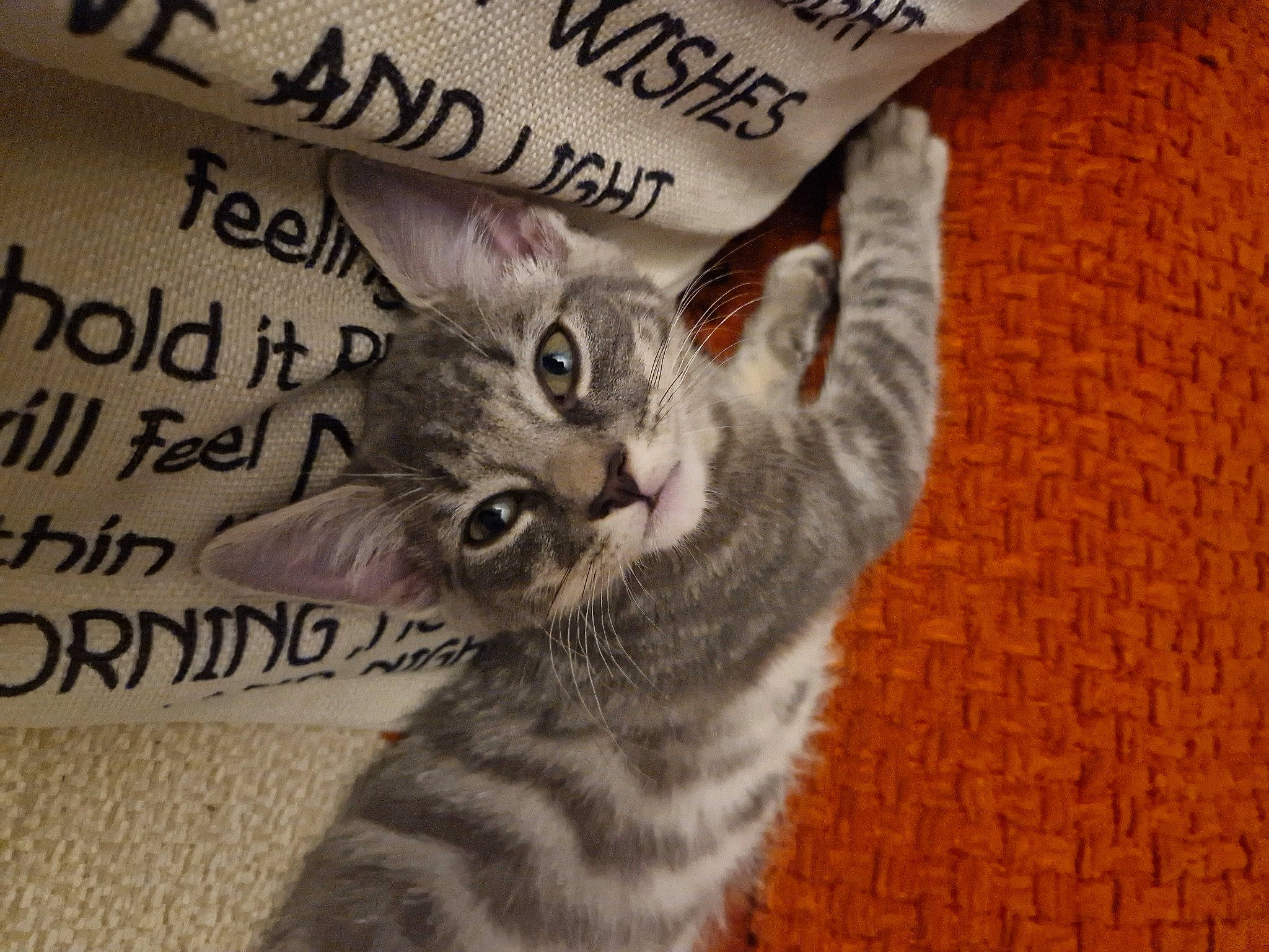 Ghost is registered to the contest to win money with this photo: carnivore, cat, cat_supply, claw, domestic_short_haired_cat, felidae, font, fur, paw, photo_caption, small_to_medium_sized_cats, tail, terrestrial_animal, whiskers