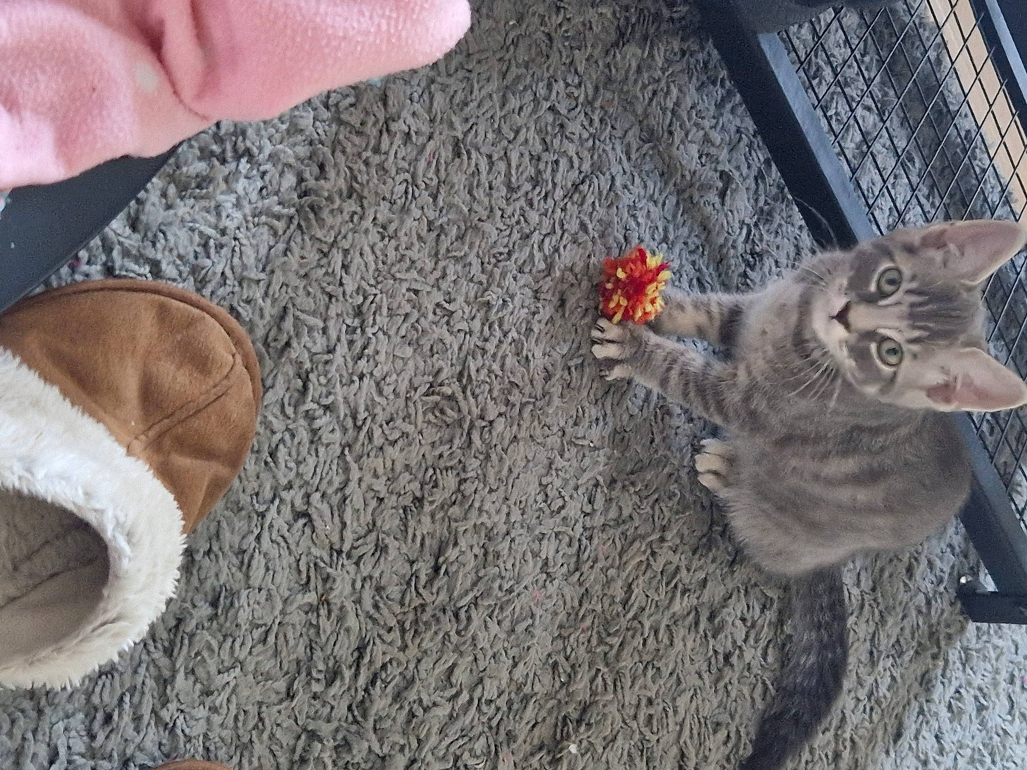 Ghost is registered to the contest to win money with this photo: asphalt, carnivore, cat, comfort, domestic_short_haired_cat, fashion_accessory, fawn, felidae, flooring, foot, fur, grey, hardwood, human_leg, paw, road_surface, small_to_medium_sized_cats, tail, whiskers, wood