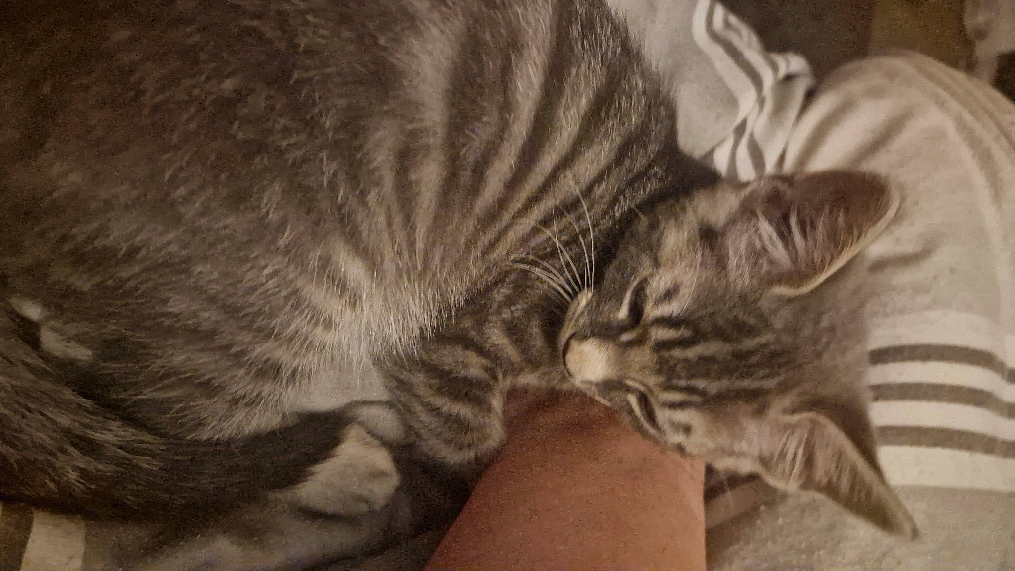 Ghost is registered to the contest to win money with this photo: bored, carnivore, cat, claw, comfort, domestic_short_haired_cat, ear, felidae, fur, grey, monochrome, nap, paw, small_to_medium_sized_cats, snout, terrestrial_animal, whiskers, wildlife