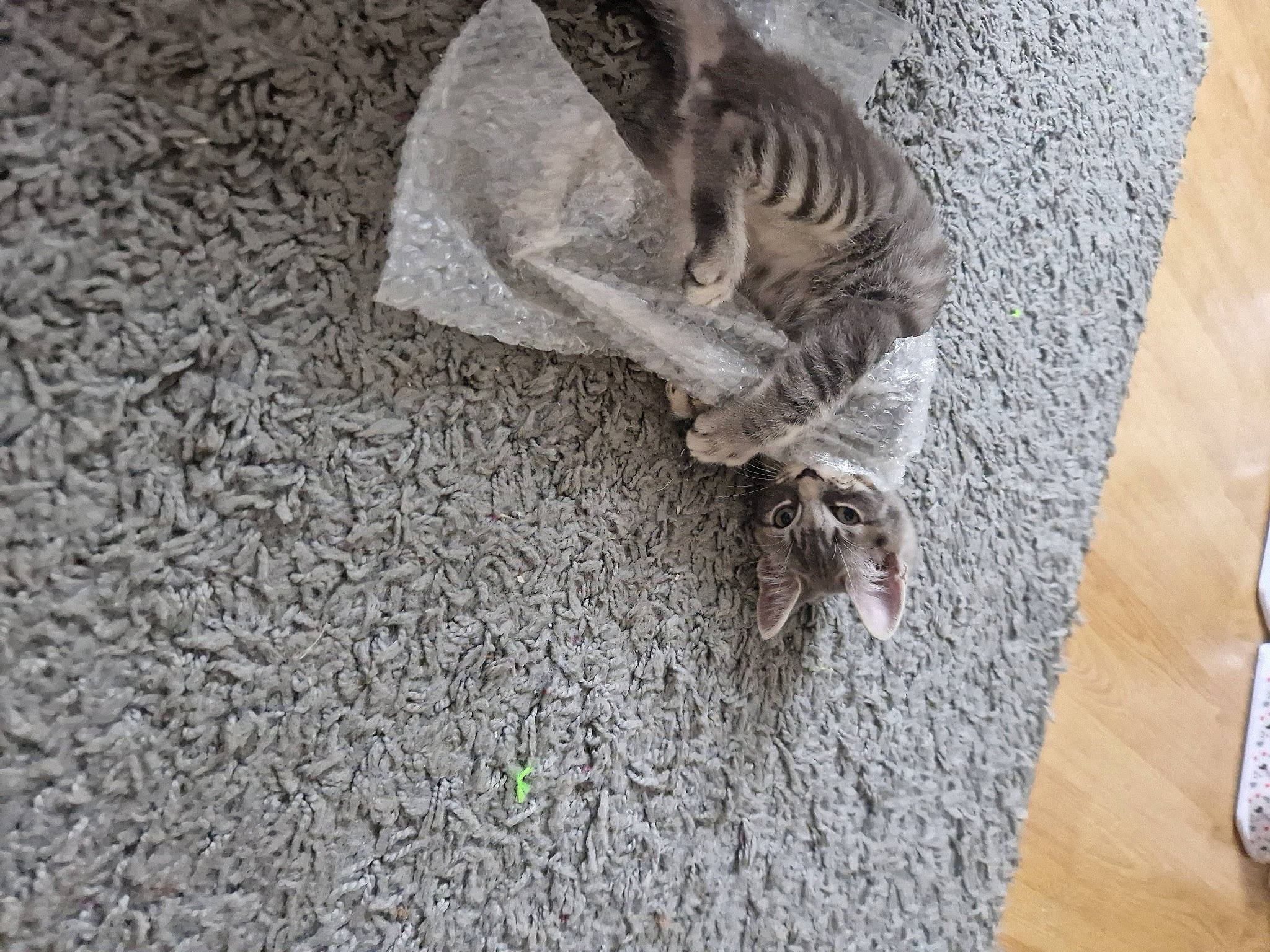 Ghost joined the competition — help win amazing prizes! canidae, carnivore, cat, comfort, domestic_short_haired_cat, fawn, felidae, flooring, fur, grey, hardwood, human_leg, linens, road_surface, small_to_medium_sized_cats, sporting_group, tableware, tail, whiskers, wood