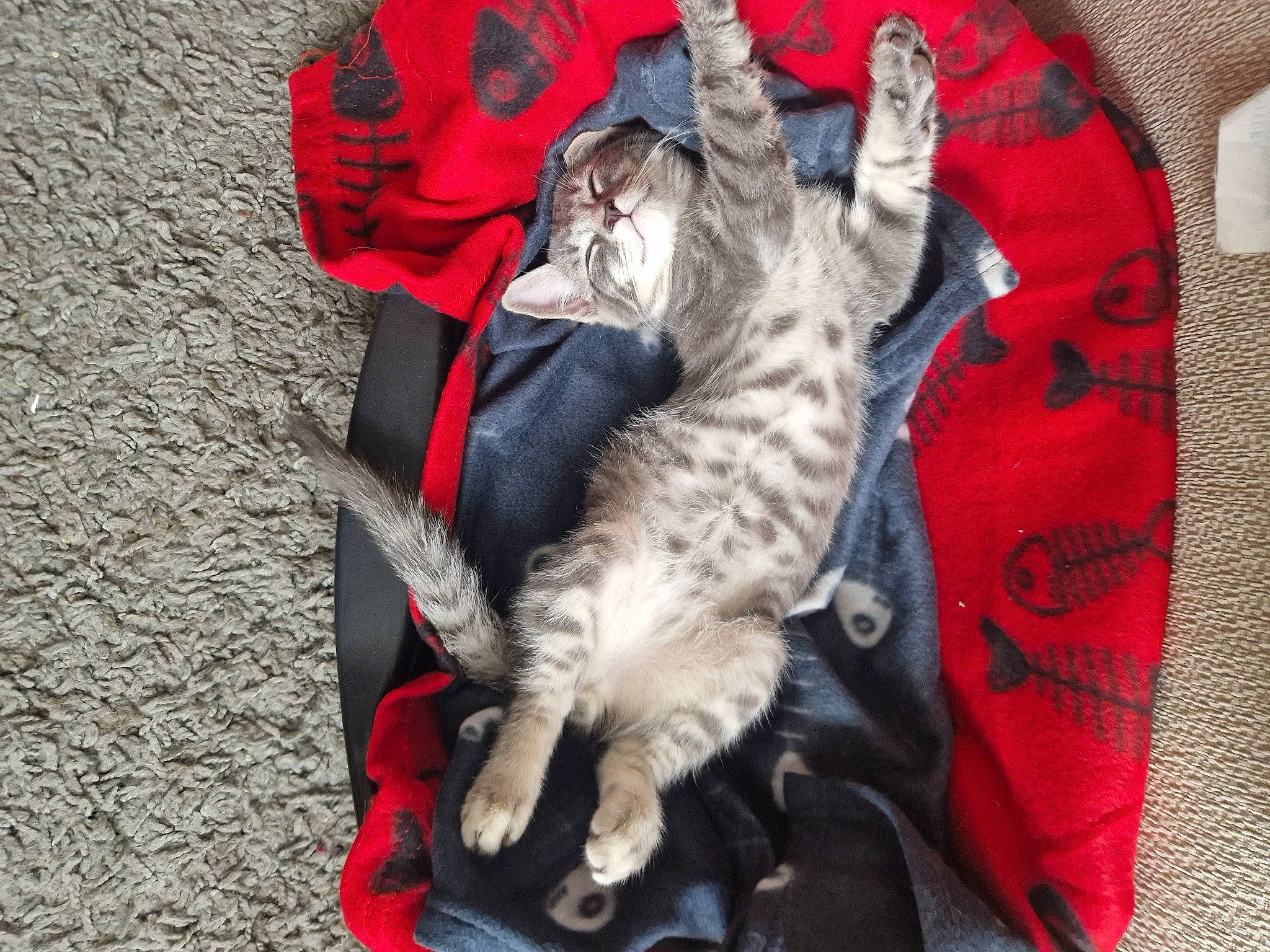 Ghost is registered to the contest to win money with this photo: carmine, carnivore, cat, comfort, domestic_short_haired_cat, felidae, fur, grey, linens, paw, sitting, small_to_medium_sized_cats, snout, tail, whiskers