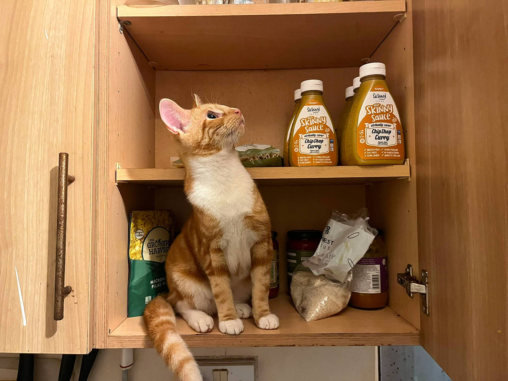 Socks joined the competition — help win amazing prizes! bottle, carnivore, cat, cat_supply, drink, felidae, glass, glass_bottle, hardwood, ingredient, kitchen, pet_supply, plastic_bottle, room, shelf, shelving, small_to_medium_sized_cats, tail, whiskers, wood