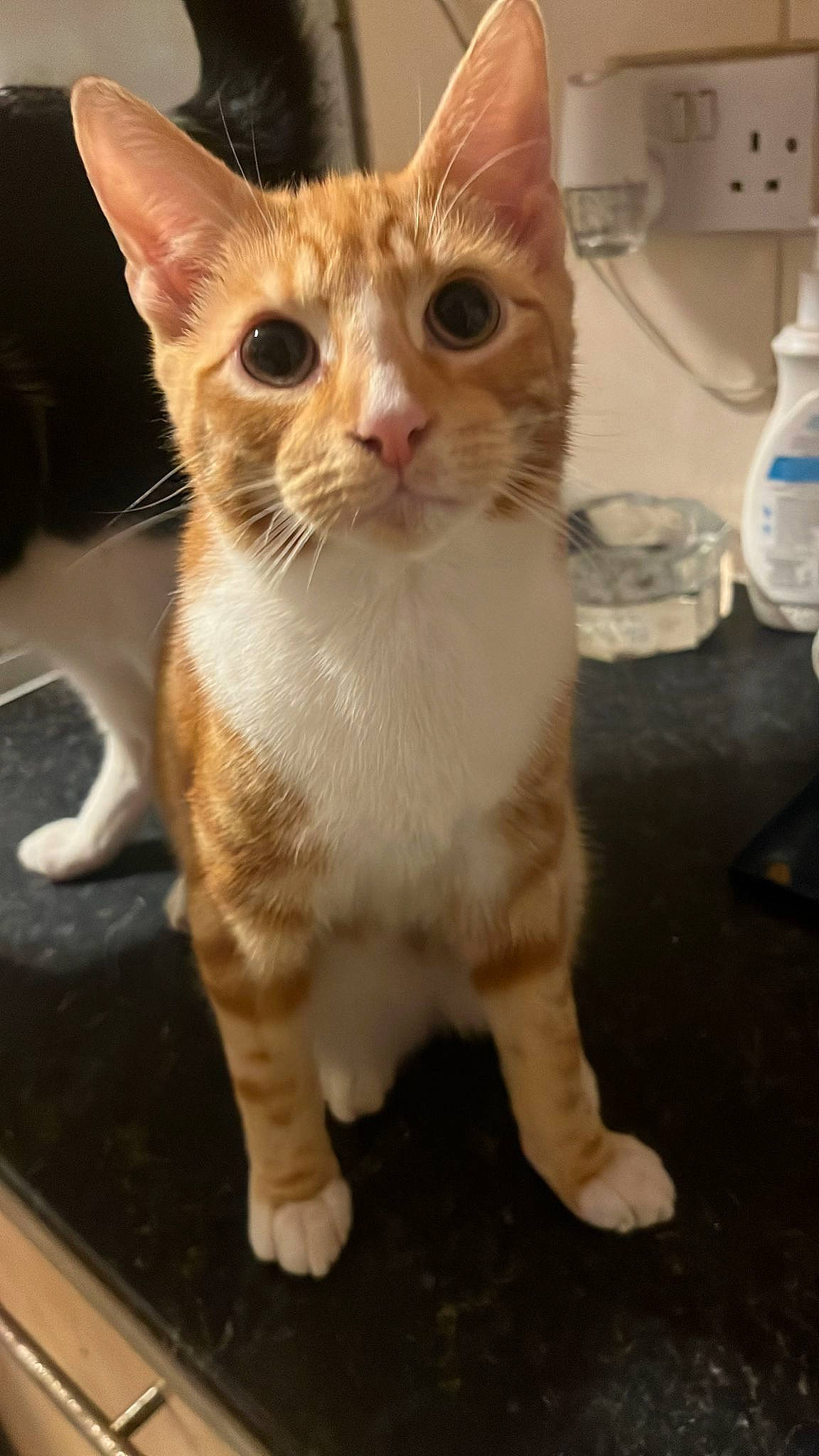 Socks is registered to the contest to win money with this photo: carnivore, cat, claw, domestic_short_haired_cat, drinking_water, fawn, felidae, flooring, fur, gas, kitchen_appliance, paper_towel, paw, plastic_bottle, small_to_medium_sized_cats, snout, tail, whiskers, window