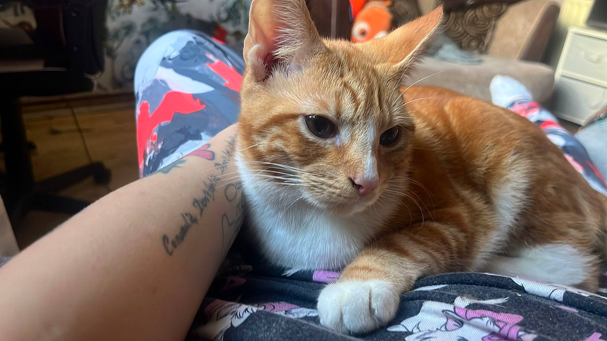 Socks joined the competition — help win amazing prizes! carnivore, cat, claw, comfort, domestic_short_haired_cat, fawn, felidae, fur, human_leg, lap, paw, sitting, small_to_medium_sized_cats, snout, tail, whiskers