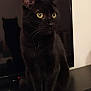 black_cat, cat, pet, animal, indoor, domestic_cat, feline, sitting, yellow_eyes, shadow, screen, reflection, curious, whiskers, ears, fur, portrait, close_up, household, mystery