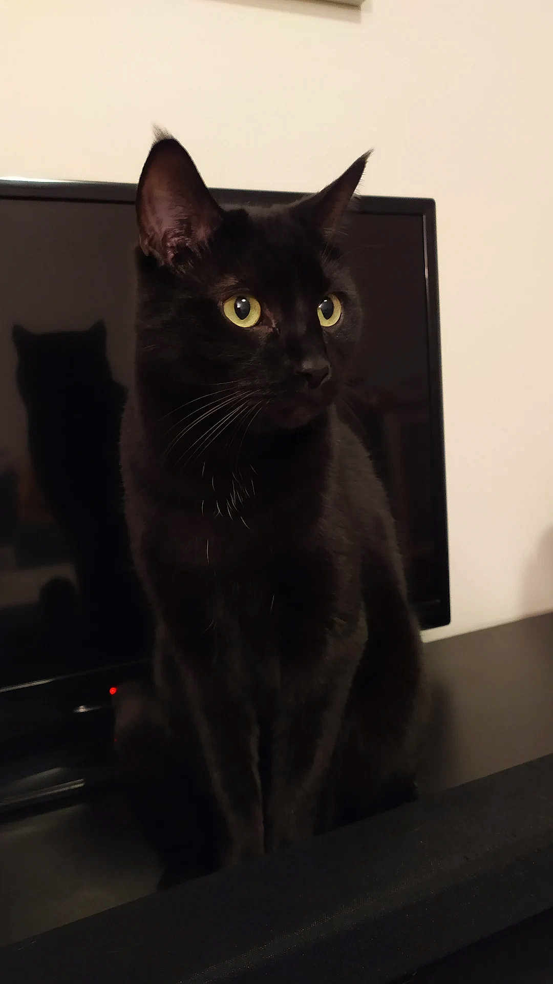 Rocket a rejoint le concours — aidez-le/la à gagner de superbes lots ! black_cat, cat, pet, animal, indoor, domestic_cat, feline, sitting, yellow_eyes, shadow, screen, reflection, curious, whiskers, ears, fur, portrait, close_up, household, mystery