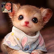 Anora is registered to the contest to win money with this photo: kitten, baby, cute, animal, child, bib, face, closeup, fur, eyes, pink_nose, portrait, pet, small, young, adorable, clothing, indoor, soft, warm