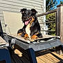dog, black_dog, tan_dog, outdoor, sunlight, lounge_chair, wooden_deck, happy, tongue_out, pet, animal, relaxing, summer, backyard, fence, plants, daytime, smiling, fur, ears