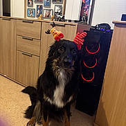 Luna a rejoint le concours — aidez-le/la à gagner de superbes lots ! dog, indoor, reindeer_antiers, black_dog, tan_dog, wooden_cabinet, floor, computer_tower, red_lights, pet_accessory, sitting, animal, fur, cute, decor, photography, home, portrait, looking, calm