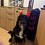 dog, indoor, reindeer_antiers, black_dog, tan_dog, wooden_cabinet, floor, computer_tower, red_lights, pet_accessory, sitting, animal, fur, cute, decor, photography, home, portrait, looking, calm