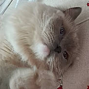 Tim participe au concours pour gagner de l'argent avec cette photo : cat, close_up, fluffy, lying_down, paw, face, indoor, bed_sheet, pattern, santa_hat, holiday_theme, relaxed, feline, whiskers, cute, soft, fur, mammal, pet, cozy