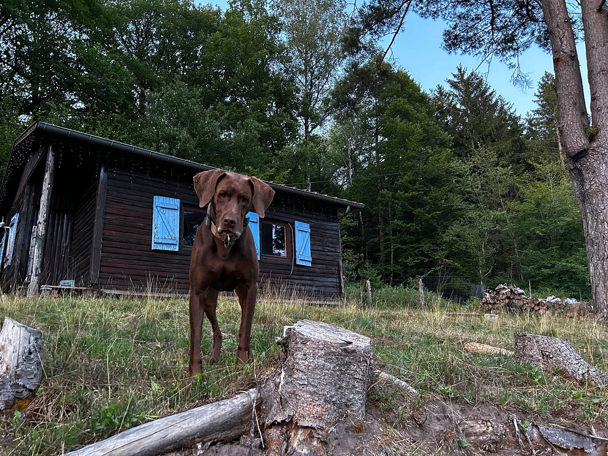 Lya participe au concours pour gagner de l'argent avec cette photo : canidae, carnivore, cottage, dog, dog_breed, door, fawn, garden_buildings, grass, house, hut, landscape, liver, pasture, plant, sky, sporting_group, tree, wood, working_animal