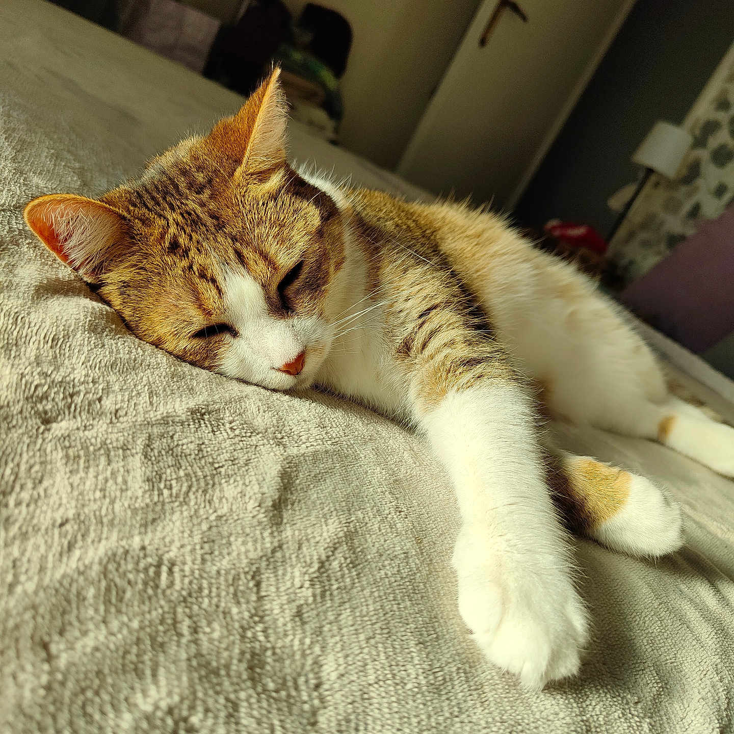 Bridget participe au concours pour gagner de l'argent avec cette photo : abyssinian, animal, bed, bedroom, blanket, cat, couch, furniture, hardwood, homedecor, indoors, kitten, linen, manx, person, pet, quilt, room, sleeping, wood