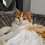 Feunard participe au concours pour gagner de l'argent avec cette photo : animal, cat, cat_bed, close_up, comfortable, cozy, cute, domestic, ears, feline, fluffy, fur, indoor, orange_and_white, pet, pink_nose, relaxed, resting, soft, whiskers